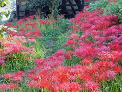 岡山帰省　矢掛宿と美山川の彼岸花