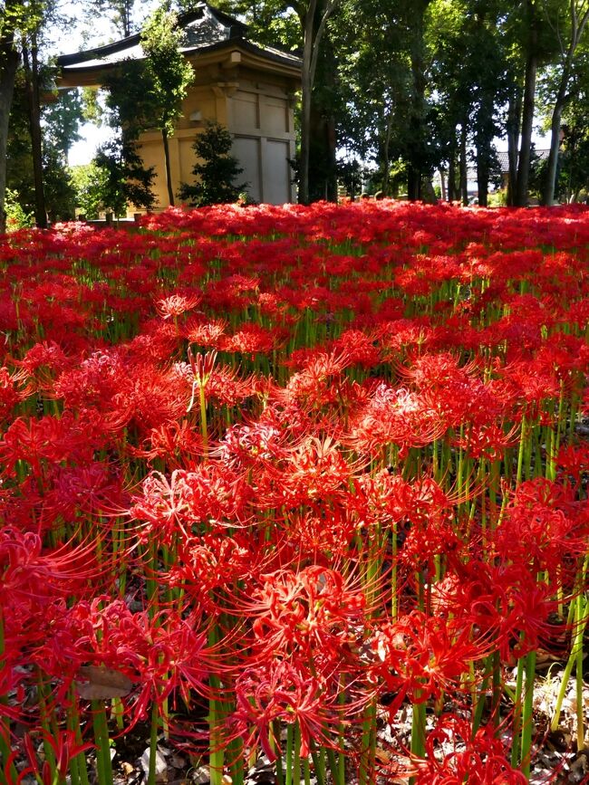 「正法寺」のヒガンバナ_2021（2）_すでに満開、見頃終盤でした。（群馬県・太田市）