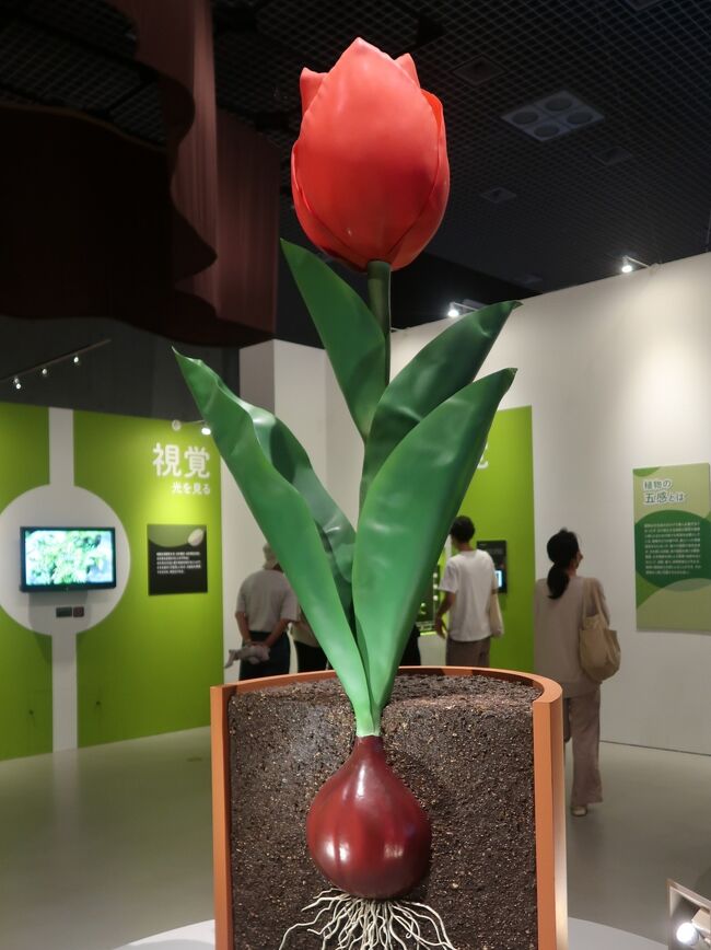 特別展「植物」が開催<br />東京上野の国立科学博物館(科博)にて特別展示「植物 地球を支える仲間たち」が開催される。2021年7月10日から9月20日まで<br />同展示会では、「植物という生き方」「地球にはどんな植物が存在しているか？」「植物の形と成長」「植物はどのように進化してきたか？」「本当は怖い植物たち」「生命の源、光合成」、そして「目指せ、植物研究者！」の7章構成で植物を総合的に紹介している。<br />生体展示はもちろん、樹脂標本、押し花といった視覚を活用する展示のみならず、音楽やにおいを使った展示などもあり、五感を使って植物の多様性が感じられるつくりとなっている。<br /><br />第1章の「植物という生き方」では、植物の五感や植物のコミュニケーション、奇妙な進化を遂げた植物について紹介している。<br /><br />「植物ってコミュニケーションとれるの？」と思われた方もいらっしゃるだろうが、身近な植物であるキャベツも、とある虫とコミュニケーションを取ることで知られている。そういった実例を交えて、植物の知られざる能力についての展示をみることができる。<br /><br />「植物の五感」の中で展示されている「ケサヤバナ」。展示会では生体展示も豊富に行われている。<br />そのほか、変わった形態を持つ植物がなぜそのように進化したのかなどを立体構造がわかる樹脂展示と併せた展示が行われている。<br /><br /><br />国立科学博物館（英称:National Museum of Nature and Science、略称:かはく、科博）は、独立行政法人国立科学博物館が運営する日本の博物館。<br /><br />国立科学博物館は「自然史に関する科学その他の自然科学及びその応用に関する調査及び研究並びにこれらに関する資料の収集、保管（育成を含む）及び公衆への供覧等を行うことにより、自然科学及び社会教育の振興を図る」ことを目的とした博物館である（独立行政法人国立科学博物館法：第3条）。<br />（フリー百科事典『ウィキペディア（Wikipedia）』より引用）<br /><br />国立科学博物館　については・・<br />https://www.kahaku.go.jp/<br />