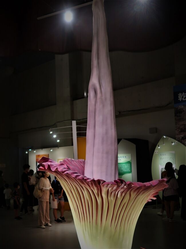 特別展「植物」が開催<br />東京上野の国立科学博物館(科博)にて特別展示「植物 地球を支える仲間たち」が開催される。2021年7月10日から9月20日まで<br />同展示会では、「植物という生き方」「地球にはどんな植物が存在しているか？」「植物の形と成長」「植物はどのように進化してきたか？」「本当は怖い植物たち」「生命の源、光合成」、そして「目指せ、植物研究者！」の7章構成で植物を総合的に紹介している。<br />生体展示はもちろん、樹脂標本、押し花といった視覚を活用する展示のみならず、音楽やにおいを使った展示などもあり、五感を使って植物の多様性が感じられるつくりとなっている。<br /><br />第2章では「地球にはどんな植物が存在しているか？」をテーマに展示がされている。<br /><br />「●●すぎる植物たち」と題し、大きすぎる幹や葉を持つ植物や、長生きすぎる植物などインパクトのある植物が多く紹介されている。<br /><br />メキシコラクショウ<br />太すぎる幹を持つ「メキシコラクショウ」の大きさが体感できる展示。<br /><br />ショクダイオオコンニャク<br />大きすぎる花を持つ「ショクダイオオコンニャク」の模型。実寸大で2.72mあり、写真に納まりきらなかった<br /><br />第3章の「植物の形と成長」では、根や遺伝子に着目した展示が行われている。<br /><br />国立科学博物館（英称:National Museum of Nature and Science、略称:かはく、科博）は、独立行政法人国立科学博物館が運営する日本の博物館。<br /><br />国立科学博物館は「自然史に関する科学その他の自然科学及びその応用に関する調査及び研究並びにこれらに関する資料の収集、保管（育成を含む）及び公衆への供覧等を行うことにより、自然科学及び社会教育の振興を図る」ことを目的とした博物館である（独立行政法人国立科学博物館法：第3条）。<br />（フリー百科事典『ウィキペディア（Wikipedia）』より引用）<br /><br />国立科学博物館　については・・<br />https://www.kahaku.go.jp/<br />