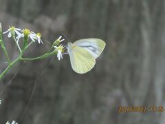 印象に残ったスジグロシロチョウの姿