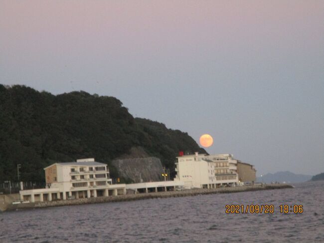 豊浜釣り桟橋９と１０月初旬　昼はアイゴ夜はゴンズイ