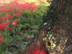 多可町間子（まこう）の「曼珠沙華の里」で彼岸花を堪能＊,ﾟ.:｡+ﾟ＊