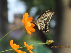 ふじみ野市西鶴ケ岡地区を散策しました①ビバホーム横の通りの花壇で見られた蝶