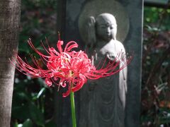 浄慶寺　彼岸花や十月桜、面白い羅漢像