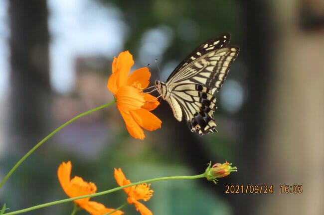 9月24日、午後3時40分過ぎに西鶴ケ岡地区のビバホーム横の通りにある花壇付近を散策しました。　キバナコスモスの花にアゲハチョウやツマグロヒョウモンが見られました。<br /><br /><br /><br /><br />*写真はアゲハチョウ