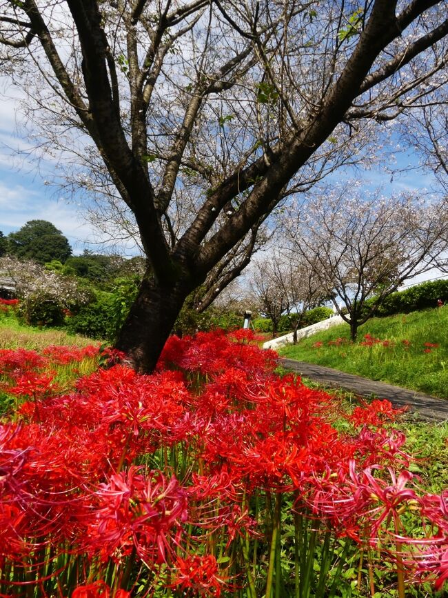 館林市「つつじが岡第二公園」のヒガンバナ、前回（9月14日）から10日経っての再訪です。前回は３割くらい開花していましたが、この10日の間にお彼岸を迎え、そして過ぎ、満開を通り越してほとんどが色あせ萎れていました。１０月桜は相変わらず綺麗に咲いていました。