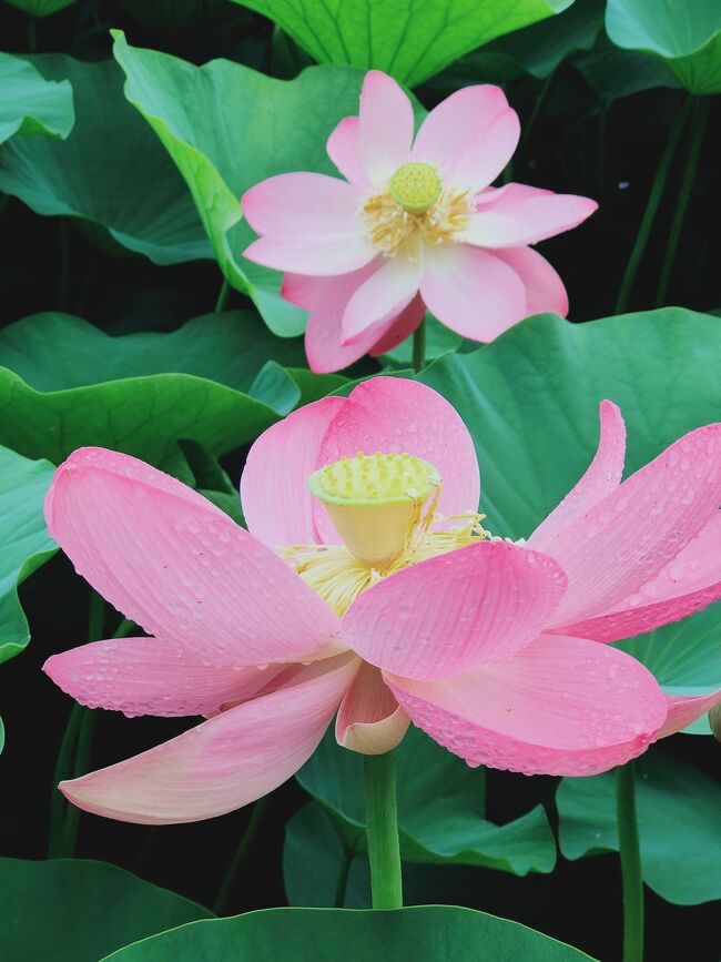 千葉市観光ガイドより<br />大賀ハスとは・・・<br />「千葉市で発見された世界最古の花として<br />千葉県の天然記念物および、<br />千葉市の市花に制定されています。<br />発掘された古代ハスの実3個のうち<br />1個だけが成長し、この蓮根が<br />検見川農場・千葉公園・千葉県農業試験場<br />の3つに分けられました。<br />なんとこの実は約2000年前(縄文時代)<br />のものと鑑定」とのこと。<br />令和3年は<br />期間:6月12日~7月4日<br />時間:午前6時~<br />開花日によって全開時間が違うよう。<br />今年は9時半頃に行ったので<br />結構咲いてました。<br />開花状況として記録。<br />https://www.instagram.com/p/CQUp8ilBW8S/?utm_medium=copy_link