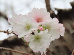 曇天下の冬桜観察