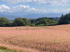 豊丘＆赤そばの里　