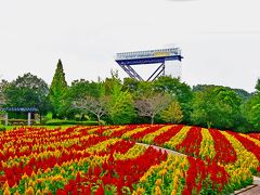 花フェスタ記念公園の秋のローズウィークが始まる前に(^^)！