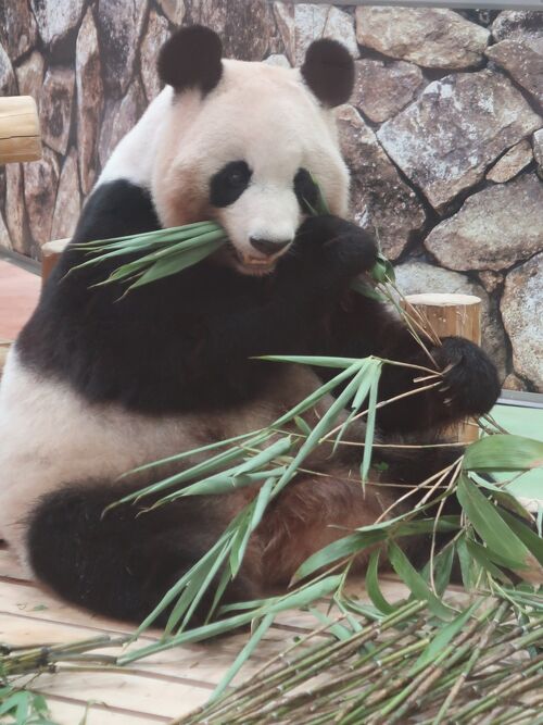 ✳︎ 和歌山県・白浜にある アドベンチャーワールドのパンダが