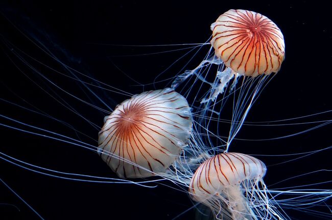 【おさんぽ水族館ログ】サンシャイン水族館 2020年10～11月