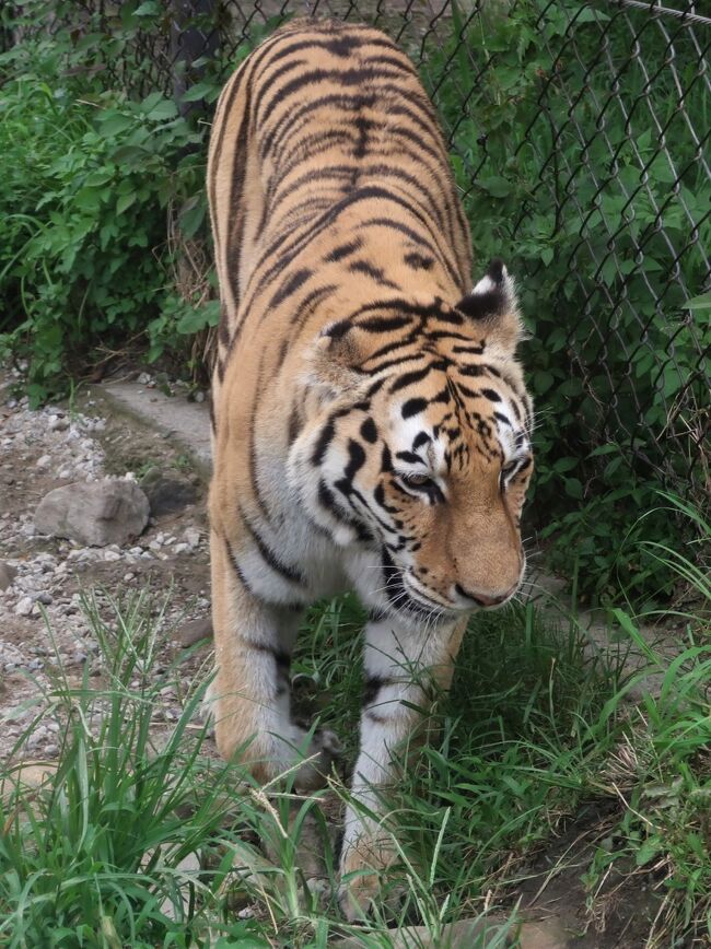 アムールトラ<br />ネコ科最大の動物。トラの仲間では最も北方に生息しており、中国東北部～シベリアなどのアムール川流域に生息し、別名シベリアトラとも呼ばれています。他のネコ科の動物とは違って水が大好きで、泳ぎが得意です。群れを持たず、単独か親子で生活しています。<br />分類	食肉目 ネコ科　　分布	中国東北部～シベリア<br />体長	2.5～3.3m　　体重	100～300kg<br /><br />アドベンチャーワールドは、和歌山県西牟婁郡白浜町にある動物園、水族館、遊園地が一体になったテーマパークである。<br />大阪府松原市に本社を置く株式会社丸末（不動産・建設業）の関連会社である株式会社アワーズ (AWS) が運営している。<br />1978年4月22日のオープン当初は「南紀白浜ワールドサファリ」という名称であった。<br /><br />「人間（ひと）と動物と自然とのふれあい」をテーマに、日々新たなことに取り組み挑戦する。動物園・水族館・遊園地の3つを併せ持つ全国でも珍しいスタイルのテーマパークである。<br /><br />園内には数々の施設があるが、ジャイアントパンダの飼育展示、広大な敷地に放し飼いにされた動物たちの中をケニア号が進むサファリツアー、イルカやアシカのショー、食事タイムなど、自然界を代表する動物が総覧できる。<br /><br />アドベンチャーワールドは、中国成都市の成都ジャイアントパンダ繁殖研究基地日本支部として活動している。ジャイアントパンダの繁殖研究事業では、2018年9月までに17頭の繁殖実績があり、2017年6月までに15頭育成している。これは、出産頭数、成長した子供の数、ともに中国本土を除けば世界最多である。<br /><br />日本では、2021年8月現在、東京都恩賜上野動物園の5頭、神戸市立王子動物園の1頭、アドベンチャーワールドの7頭を合わせて13頭のジャイアントパンダが飼育されていて、アドベンチャーワールドでは屋根の無い空間で自由に過ごすジャイアントパンダを見ることもできる。<br />パンダラブ - ジャイアントパンダの展示施設<br />ブリーディングセンター - ジャイアントパンダの繁殖施設<br />楓浜（フウヒン）雌・2020年11月22日アドベンチャーワールドにて誕生【18】（父:永明、母:良浜）<br /><br />サファリワールド - 肉食動物ゾーン、草食動物ゾーンのツアー<br />広大なサファリゾーンでは、1周約1500m（約25分）の列車型牽引バス「ケニア号」・ゴルフ用カートやジープなどの乗物を使って周遊する。徒歩でも1.5kmほどのコースを自由に散策することができる。ただしライオンやクマなどの猛獣ゾーンへはゲートがあり、徒歩・自転車・カートでの立ち入りができない。<br /><br /><br />アドベンチャーワールド　については・・<br />https://www.aws-s.com/<br />