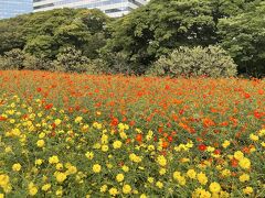 花を探して　浜離宮恩賜公園