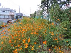 ふじみ野市西鶴ケ岡地区を散策しました①ビバホーム横の通りの花壇