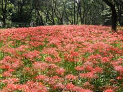 野川公園・自然観察園の群生の彼岸花（曼殊沙華）