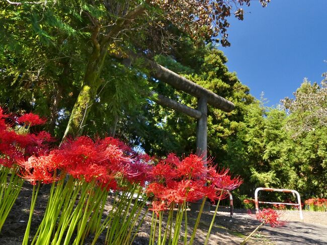 伊勢崎市東小保方町、「大東神社」のヒガンバナです。と言っても名所とか群生地などではありません。近くを通ったら咲いてるのが見えた、のです。咲き具合は見頃終盤、一部萎れ始めていました。<br /><br />この「大東神社」、花菖蒲園がある「あずま水生植物公園」の東に隣接しており、道路を挟んだ北側は東消防署です。