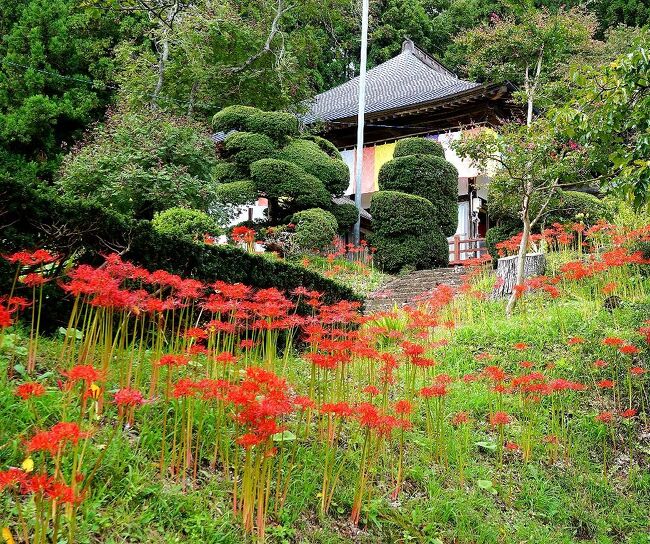 去年の旅行で東北の紅葉も見納めかと思ったが、どうしても八幡平の三ツ石山と栗駒山の紅葉を見てみたいということで、全部で1週間ほどの予定で晴れ間を狙っての出発となった。<br />その4は、秋田駒ケ岳を後にして、再び岩手県に入り、二度目の曼殊沙華を見るために、北上市の如意輪寺に立ち寄り、その後栗駒山の麓に宿泊するまでの旅行記です。(表紙写真は、途中立ち寄った如意輪寺)