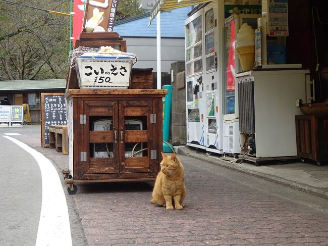 名古屋から始まった旅も白川郷、高山、京都を巡って横浜に戻ってきました&#12316;。<br />久しぶりに観光客らしく横浜観光してみようかと。