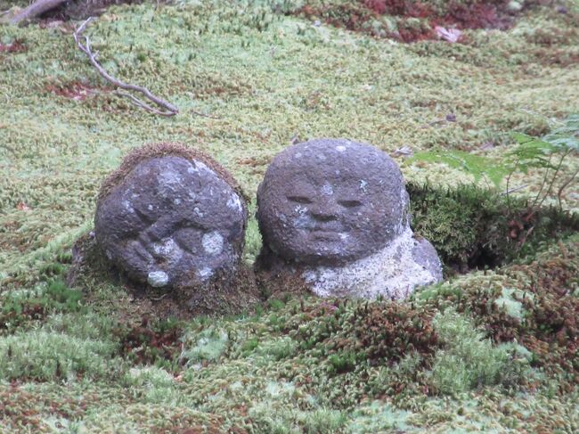 京都大覚寺・大沢の池に舟を漕ぎだし8年ぶりの十五夜、観月会に誘われて出かけて来ました。<br />心配していた空模様は好転の気配、ルンルン気分で京都駅に集合、3台のワゴンに分乗して洛北を目指しました。車は鴨川沿いに北上して丹後から洛中に新鮮な魚を届けるために発達したいわゆる鯖街道に入りました。<br />当時の趣を伝える料亭でランチを頂いた後北大路通を西へと走行、大原の里に着きました。大原三千院に詣で里を彩る曼殊沙華に出会いました。<br />森の中に佇むホテル・アマンで午睡し大覚寺へ・・・・<br /><br />