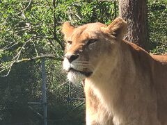 子連れ旅行in静岡①　★富士サファリパーク編★