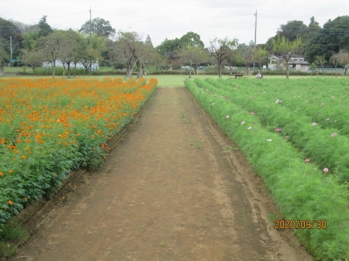 柏市のあけぼの山農業公園・コスモス・2021年9月