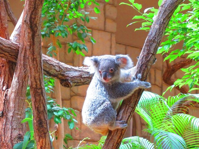 所用で名古屋に行く機会があったので、前から行ってみたかった「東山動物園」と「リニア・鉄道館」に行ってきました。平日なのでどちらも空いていて快適でした。晴れのちくもりの予報で雨も降りましたが、「リニア・鉄道館」にいたタイミングだったので傘は使わずに済みました。<br /><br />「東山動物園」では動物たちがかわいくて、購入したばかりのカメラでたくさん撮影してしまいました。新しいカメラは25倍ズームで、そんなに必要ないと思っていましたが、動物園では大いに役立ちました。<br /><br />「リニア・鉄道館」には、工業技術や工業デザインに関心があるので行きましたが、多くの本物の車両にはテンション上がりました。<br /><br />宿泊費　￥2,960<br />移動費　￥18,574<br />食費　￥2,945<br />入場料など　￥1,640<br /><br />