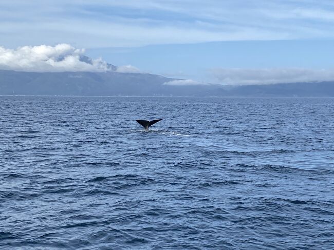 ワクチン打ったのでドライブ旅行⑳春国岱の朝焼けと羅臼のクジラ