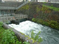台風の中、風雨をものともせず、羽村市の玉川上水の取水堰地区に行ってきました。
