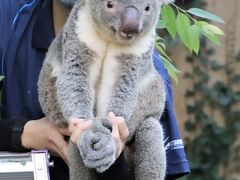 国際レッサーパンダデーと動物慰霊祭の埼玉こども動物自然公園（東園）まったり女子コアラとお外ピリーくんお帰り抵抗～ワラビーのアメくんお見合い中