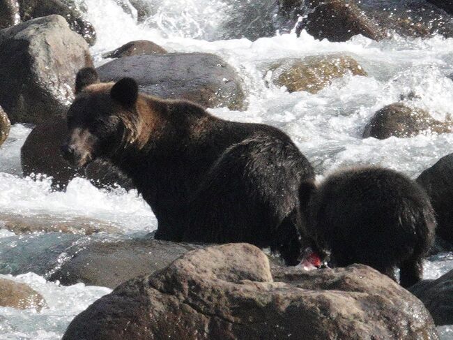 9月27日から4泊で道東へ野生動物撮影旅行。狙うはヒグマ、シマフクロウとエゾクロテン。台風16号が接近していたため、予定変更を意識しながらの旅となりました。