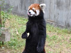 レッサーパンダはかわゆい !!! 神戸市立王子動物園