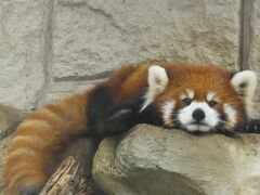 レッサーパンダはかわゆい !!! 天王寺動物園