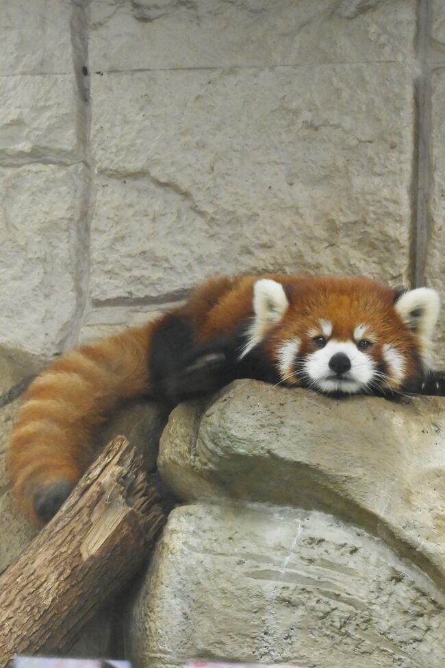 天王寺動物園にやって来ました。ここには古株の女帝シュウナ様が居ます。東京の女帝ユリコは新宿に居ます。住人はシュウナさま2006年7月4日生まれ、メルくん2013年7月10日生まれ、咲弥ちゃん2015年6月24日生まれ、ツバキちゃん2017年7月11日生まれの4頭です。一昨日、昨日とおやつタイムが満足に見られなかったので殆どレッサーパンダ舎の前に居座っていましたが飼育員さん姿を現せません。またレッサーパンダ舎の屋外放飼場は周囲をかなり高いガラス板で囲われており映り込みが酷く、室内飼育場のガラスも同じでイライラさせられました。咲弥ちゃんはメル君を追っかけるのが趣味だそうです。若いツバキちゃんも遙々大島から来園しました、赤ちゃん誕生に期待が持てるのではないでしょうか。顔写真付きの紹介パネルがあり嬉しいのですが、中々判別が出来ません。ベテランらしき叔母ちゃんがいたので「この子の名前分かりますか」と尋ねると、まるで不審者を見るような顔をされ「レッサーパンダ」と返答されたので、ひっくり返りました。秋田大森山動物園ではおおよそのマンマタイムの時間を掲示してくれていました。すべての動物園で行って頂ければ時間が有効に使えるのですが、身勝手でしょうか。いつおやつタイムになるのか分からないのでここから離れる事が出来ません。そのような訳で本旅行記は殆どがレッサーパンダです。ゴメンなさい。<br /><br />◎まみ女王様から早速お便りを頂き名前が判明しました、お陰で喉に引っか<br />　かった小骨が取れたくらいスッキリしました。有り難う御座いました。<br />＊で追記しました。<br />