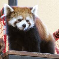 ピューマの赤ちゃんに会いたくて【日本平動物園 2019/5】