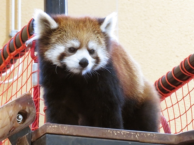 ピューマの赤ちゃんに会いたくて【日本平動物園 2019/5】