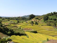 城跡の斜面に広がる棚田　千早赤阪村ならではの美しさ！