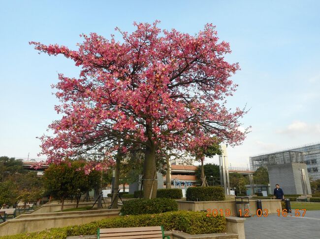 タイトル写真は高鐵桃園駅広場にあったピンク色に紅葉？した大きな樹木です。<br />今回は宿泊している桃園から新竹に日帰り観光です。<br />ホテル近くの瓦斯公司バス停から路線バスで台鉄桃園駅に向かいます。更に台鉄桃園駅から台鉄新竹駅に移動します。桃園駅も新竹駅もクリスマスツリーが飾ってありました。<br />新竹駅から駅前広場を眺めたら林森路を西に進み東門大排水沿いに北に数分進むとロータリーの内側に竹塹城迎曦門（東門城）の立派な姿が見えます。が、残念ながら門の部分は改装中で養生用のネットで見えにくかったです。<br />竹塹城迎曦門（東門城）から東門街を西に2分で東寧宮に着きます。東寧宮の前の通りが東門街で、新竹市を東西に走っている主要道路です。<br />東寧宮から南西に5分程歩いて南門街にある新竹関帝廟に移動します。<br />建物は大歳殿の方が関帝廟より大きかったです。<br />西門街沿いにある有名ブランドが入っている新竹大遠百（デパート）の建物を眺めながら李克承博士故居を目指します。場所は西門街沿いの新竹大遠百の西側で分かり易かったのですが、西門街から勝利路に曲がった後が分かり難かったです。<br />西門街耶穌聖心堂、新竹内天后宮、西門街などを散策し、西門街沿いの中央市場に向かいます。西門市場と繋がっているようで分かりづらかったです。中央市場をうろうろしていると外に出てしまって新竹都城隍廟から入り直しです。<br />疲れたので、中央市場内のお店で軽食タイムです。パート１終了です。