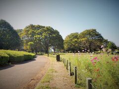 東京・小金井公園のちょこっと歩き