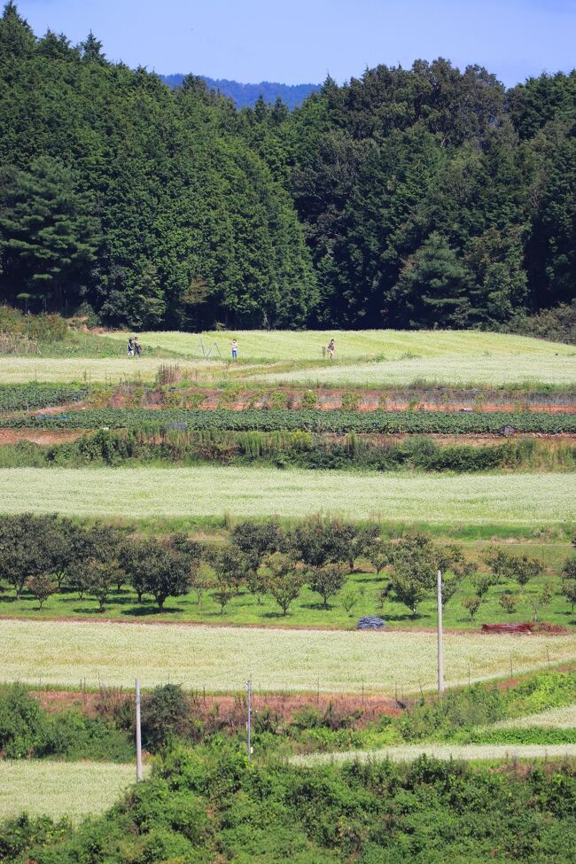 　１５ヘクタールの広大なソバ畑が見られるということで近年人気が上昇している桜井市笠地区です。<br />　天理ダムに近いこの一帯は、龍王山、鳥見山、貝ヶ平山などに囲まれた高原になっていて、平成4年から国営総合農地開発事業で広がった農地をソバ畑として活用しています。