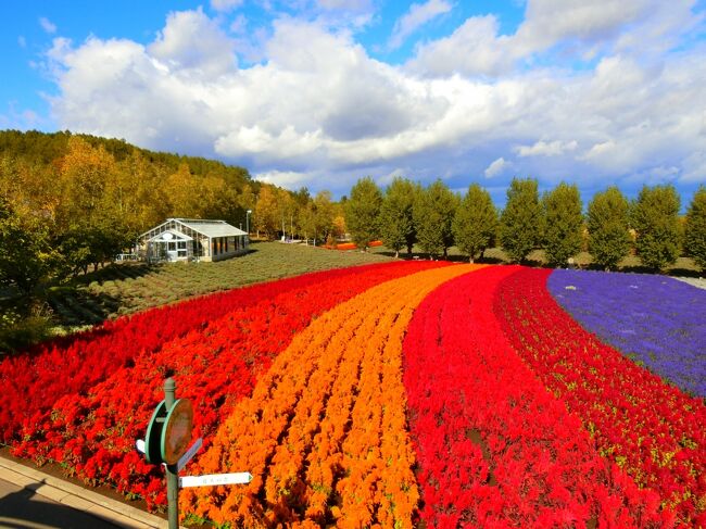 10月だけど花の富良野