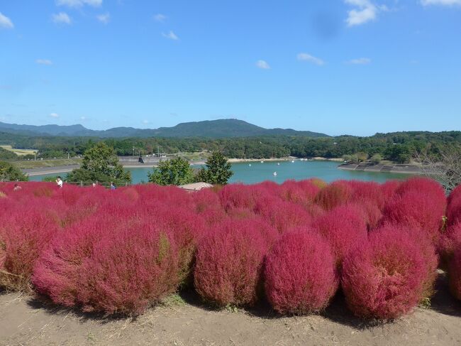 大分県杵築市の大分農業文化公園のレッドコキアを見てきました!(^0^)!