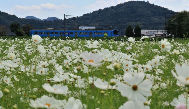 ９月の撮影会は、近江八幡市のコスモスと電車、新幹線を撮りに行こうかと計画がありました。<br /><br />ほんとの計画は、琵琶湖を望む桂浜公園の真っ赤な彼岸花でしたが、今年の彼岸花の開花が早くて、急遽近江八幡市のコスモスに決まりました。<br /><br />滋賀県野田町の休耕田に、滋賀県最大級、3haに200万本ということですが、この日はまだ咲き始めでした。<br /><br />風に揺れるコスモスに秋を感じて、電車も撮れていい１日でした。