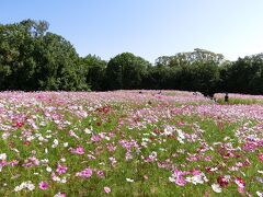 １０月なのに真夏日が続いている、大阪万博記念公園　自然文化園・花の丘で「コスモス三昧の一日」を過ごす。（2021）