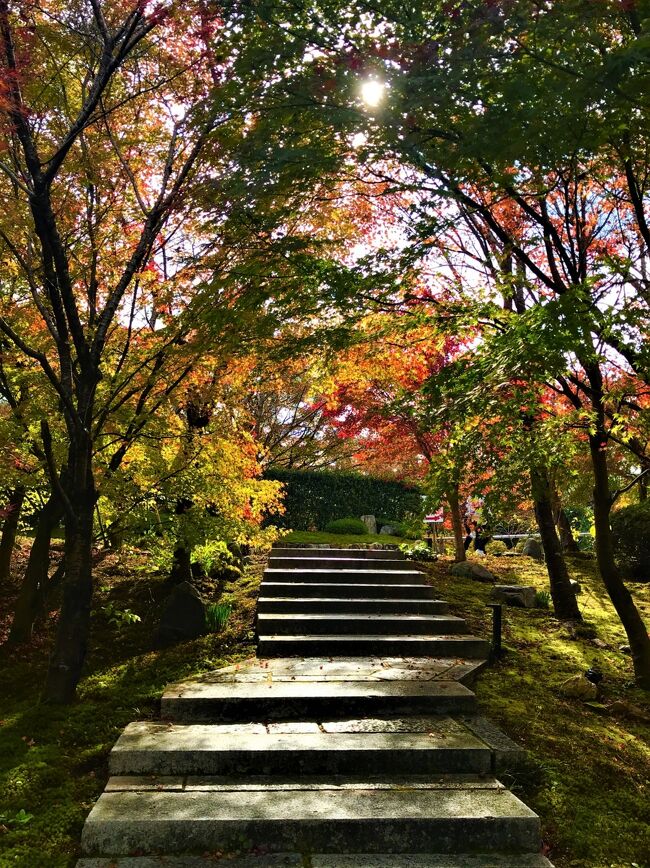 古都一人旅★2泊3日の旅。<br />二泊目のホテルは京都山科のホテル山楽。<br />三蜜回避4時間のタクシー観光付きプランの宿泊でした。<br />京都は修学旅行と野暮用で3回ほど訪れていますが<br />それも昔のことで、土地勘も無し。<br />そんな私にぴったりの4時間のタクシー観光プラン。<br /><br />豪華で美味しい京懐石の朝食をいただいて<br />お部屋でのんびりしてから、午前11時に出発。<br /><br />観光コースはタクシードライバーさんと相談できますが<br />私のリクエストは人が少なくて紅葉の綺麗な所…。<br />紅葉が綺麗なら人も多いはずですが…(笑)<br /><br />ドライバーさんお任せの京都観光は<br />毘沙門堂から東山山頂の将軍塚青龍殿へ(&#39;▽&#39;)ｒ<br /><br />表紙写真は<br />将軍塚の回遊式庭園の一枚です。<br />