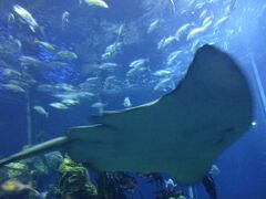 夏旅　奥静岡へ　５　三保半島サイクリング　深海の驚異 in 水族館