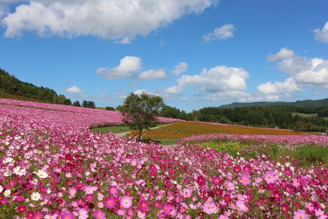 まだコロナ禍の9月、緊急事態宣言で閉鎖されていた北海道遠軽町の遠軽公園のコスモス園でしたが、14日にHPを見ると13日より平日に限り入園時間30分のみで開放すると書かれていました。実は10日ほど前にも電話で尋ねたのですが、今年は入園中止するということだったのであきらめていました。急遽決まったようです。本来は9月の上旬が一番の見頃で、既にやや遅い時季ではありましたが、行かない手はない。これは急がなきゃと慌てて、天気の良い日を見計らい15日に片道2時間の遠軽公園行きを決行しました。実際、黄花コスモスは既に枯れているものが多かったのですが、色とりどりの混合コスモスはとても綺麗に咲いていて、訪れた甲斐がありました。ほぼコスモスだけの中身ですが、お付き合いいただければ嬉しいです。