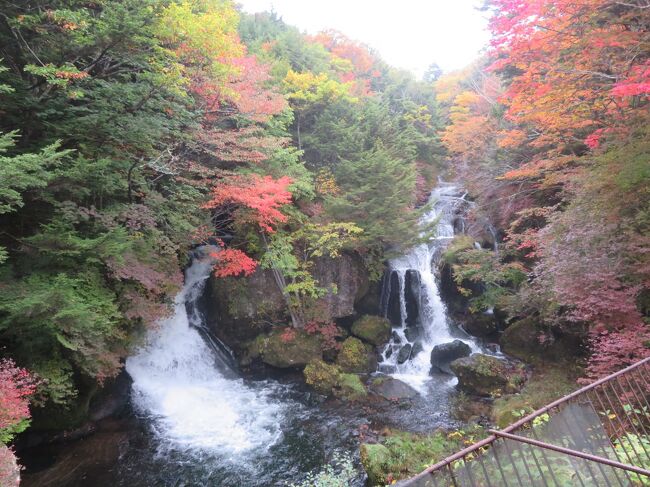 主人のいつもの「明日休みだよ、行くでしょ」からの急な日帰り旅行を<br />今年の秋も決行することになりました。<br /><br />主人はドラクエウォークのご当地お土産目当てなのですが<br />もう近場はそろそろ取り尽していて、残された日光を希望。<br />私はどうせ行くなら桐生の宝徳寺の床もみじとセットで行きたかったけど<br />床もみじはまだ一般公開前、ってことは紅葉には早すぎだし<br />かといって奥日光はそろそろ見頃だから週末混みそうだし、<br />何より北関東、天気悪いし…と乗り気ではなく。<br /><br /><br />でも、見頃に休みが合うかもわからないし<br />本当に見頃でさらに晴れちゃったらもっと混むわけだし、<br />と思い直していく事に決めました。<br /><br />果たして<br />いつものごとく最高ではないもののいい旅ができました。<br />紅葉の具合や時間配分など皆様のご参考になることがあれば嬉しいです。
