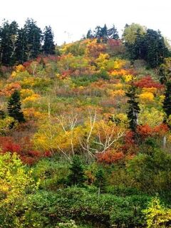 【弥陀ヶ原】紅葉ピーク♪ラムサール条約に登録された湿原を散策